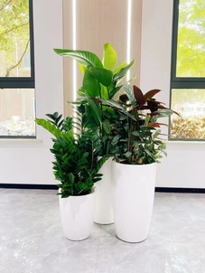 余姚植物租摆价格全解析，一文看懂！